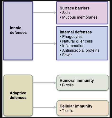 Chapter 21 The Immune System Innate And Adaptive Body Defenses Flashcards Quizlet