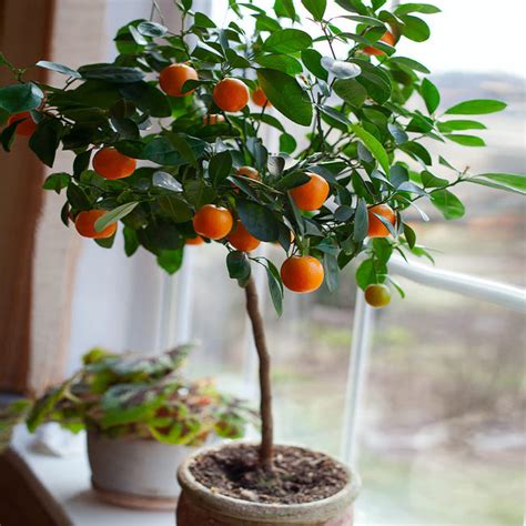 Usda Organic Nules Clementine Trees For Sale