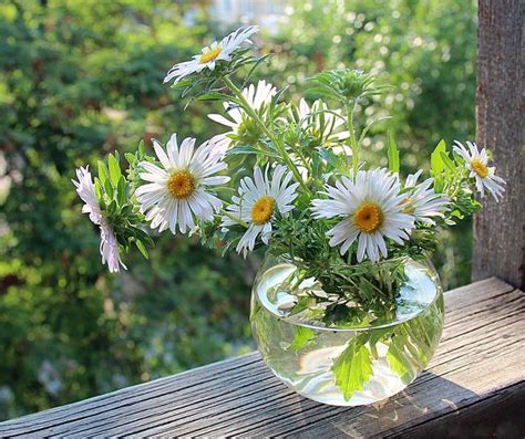 Pin By Jovanka On Daisies Flowers Photography Beautiful Flowers