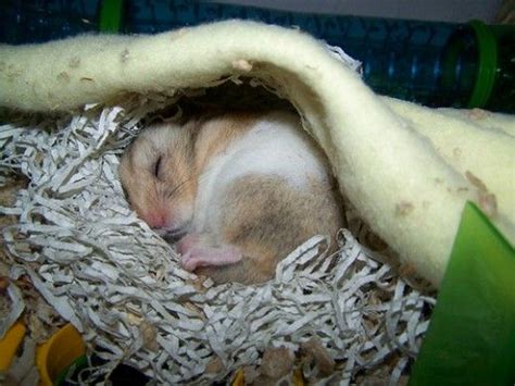 Signs And Treatments Of The Common Cold In A Hamster Syrian Hamster