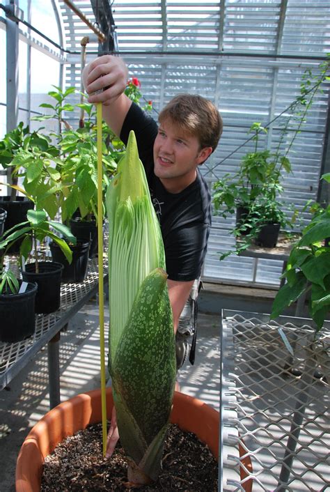 Like a decomposing body, the inside of the flower heats up to help distribute the smell. The Amazing Amorphophallus - See It at HMNS! | BEYONDbones