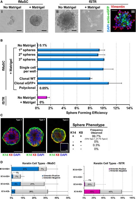 Figure 1 From A Mammary Stem Cell Population Identified And