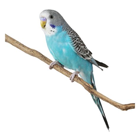 Blue Parakeet For Sale Live Pet Birds Petsmart