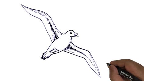 How To Draw Flying Albatross Easy Youtube