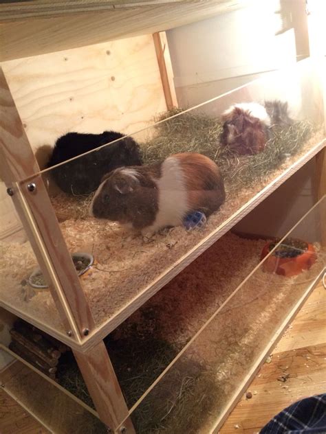 Pin On DIY Guinea Pig Cage