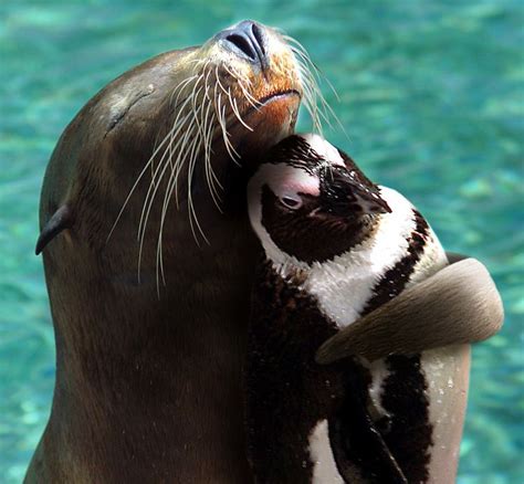 25 Adorable Photos Of Unlikely Animal Best Friends Bouncy Mustard