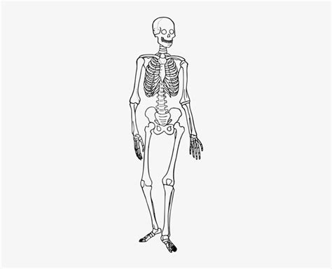 Human Skeleton Diagram Trace Skeletal System Diagram Simple 207x600