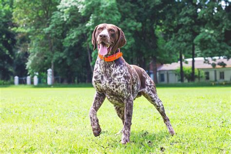 German Shorthaired Pointer Growth Chart Pointers Peak Points