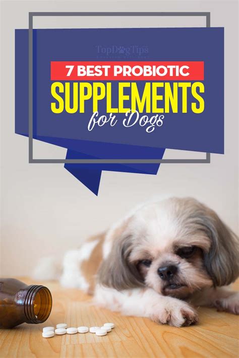 7 Best Dog Probiotic Supplements For Dogs Gut Health