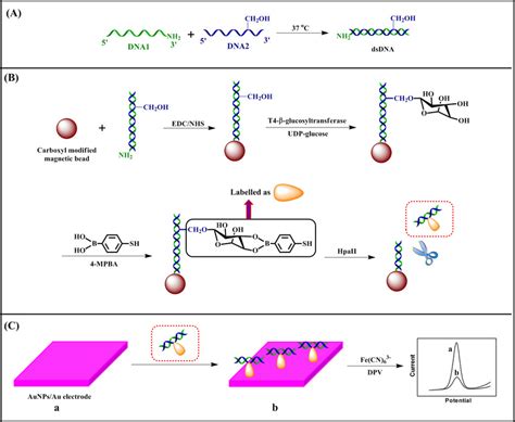 Scheme 1 Schematic Illustration Of The Biosensor Fabrication And