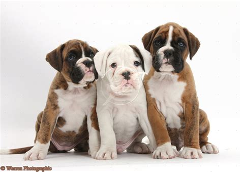 Cute Puppy Dogs Cute Boxer Puppies