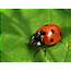 The 5 Most Fascinating Insects