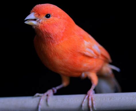 Two Studies Find One Gene For Red Beaks And Feathers Bbc News