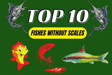Fish Without Fins And Scales Top 10 Fishes Without Scales