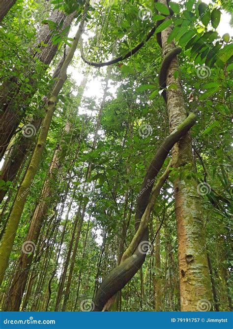 Top 102 Pictures Lianas In The Tropical Rainforest Updated 102023
