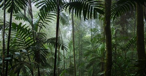 Tropical Forest Restoration Is A Global High Value Opportunity Greenbiz