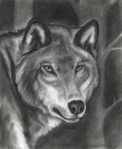Grey Wolf Charcoal Drawing By Beatrice Rudolph Black And White