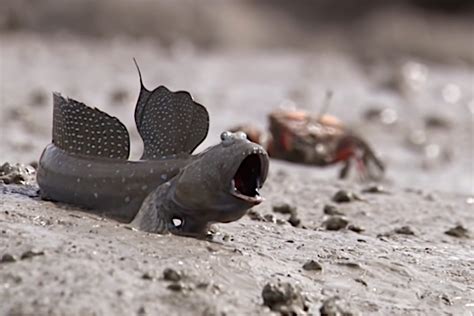 Mudskippers The Weird Fish That Live Most Of Their Lives On Land