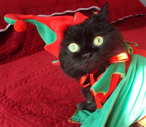 Love Joy And Peas Merry Christmas Cat Elf