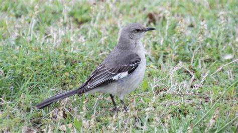 Bird Of The Month Northern Mockingbird Mississippi State University Extension Service