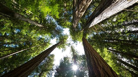 If the Earth could speak: A cedar tree | Canada | Al Jazeera