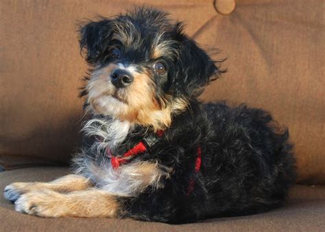 Yorkie Poo Breed Information Characteristics And Heath Problems