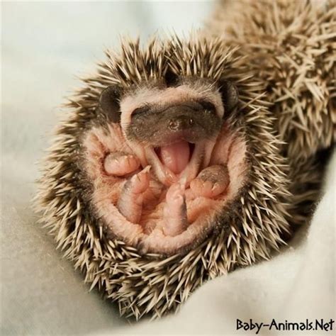 Cute Funny Sweet Hedgehog Baby Hedgehog Cute Animals Cute Baby Animals