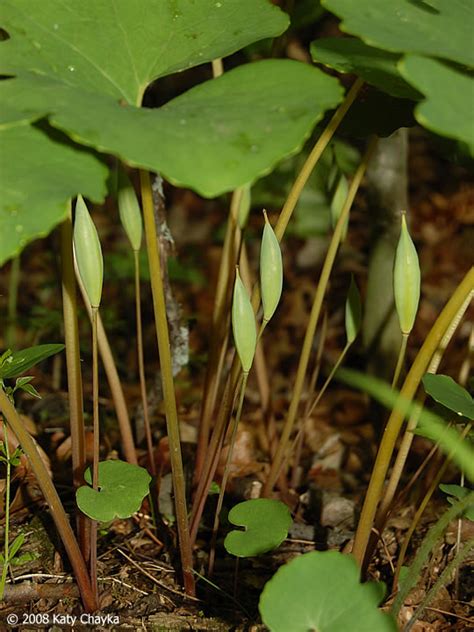 Sanguinaria Canadensis Bloodroot Minnesota Wildflowers