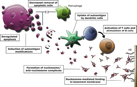 Figure 1 From Apoptosis In The Pathogenesis Of Systemic Lupus