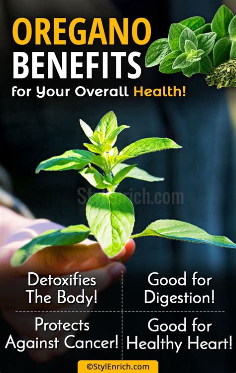 Oregano Benefits For Overall Health And Its Various Uses