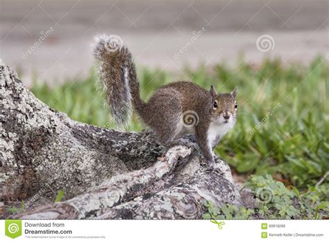 Gray Squirrel On Tree Root Stock Photo Image Of Animal