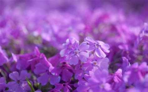 Purple Flowers Hd Desktop Wallpapers 4k Hd