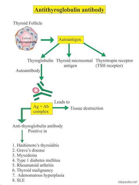 Anti Thyroglobulin Antibody Thyroid Auto Antibody Thyroglobulin