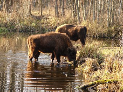 Chernobyl Disaster Wildlife Thriving As Researchers Find Humans Are
