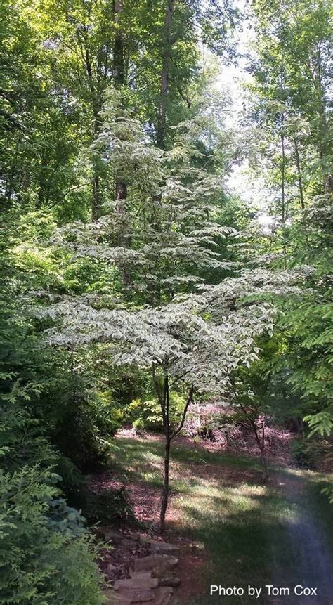 Flowering Dogwood Tree For Sale Near Me : Buy Cornus florida 'Eternal ...