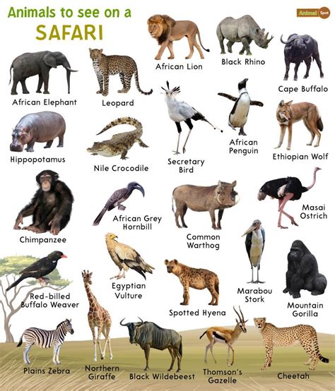 Safari Animals Facts List Pictures