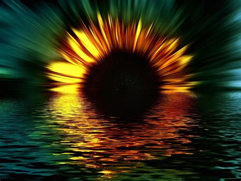 Sunflower Sunset Hd Desktop Wallpaper Widescreen High