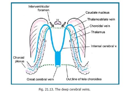 Venous Drainage Of The Brain Blood Supply Of Central Nervous System