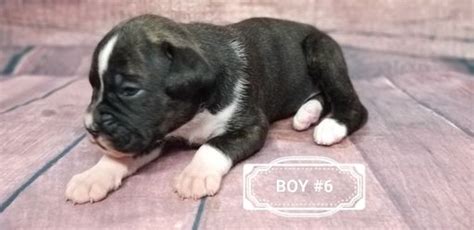 Males can be as tall as 25 inches but females are shorter. Boxer puppy for sale in WOODLEAF, NC. ADN-67037 on ...
