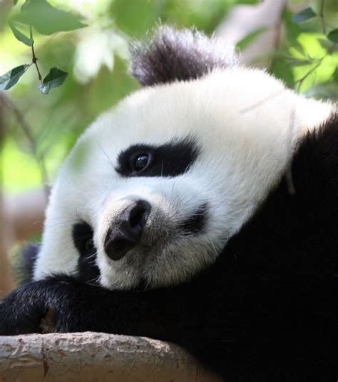 Der Pandabär 15 Fakten Und Bilder Eines Von Aussterben Bedrohten Tieres