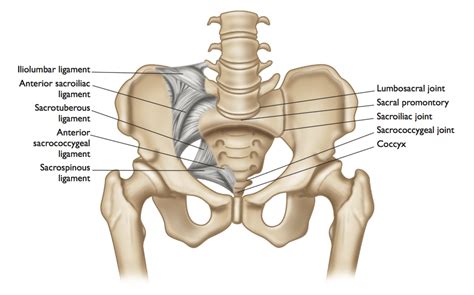 The SI Joint Its Anatomy And Relationship To Yoga Practice