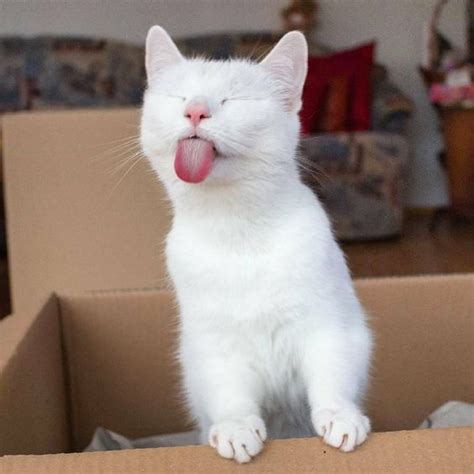 19 White Cat Memes