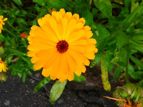 2560x1440 Wallpaper Orange Yellow Plant Flower Nature Flower