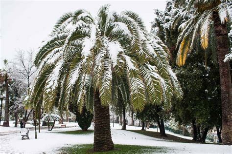 Can Palm Trees Survive Snow The Answer May Surprise You