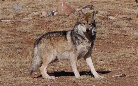 Feds Opt Not To Extend Special Protection To Mexican Gray Wolf