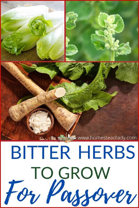 Grow Bitter Herbs For Passover Homestead Lady