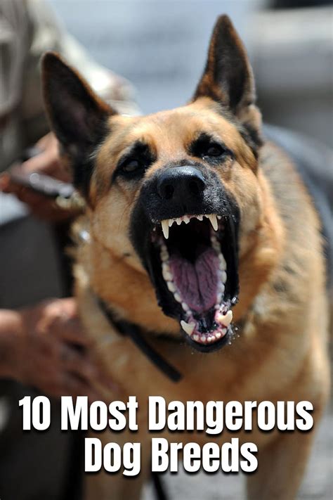 10 Most Dangerous Dog Breeds Aggressive Dog Aggressive Dog Breeds