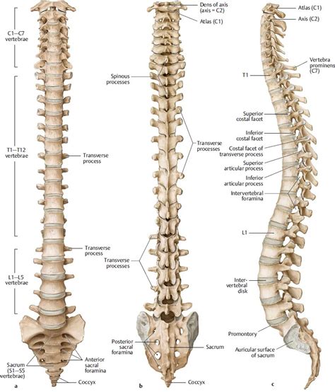 Spine Anterior Posterior Anatomy Order Ph