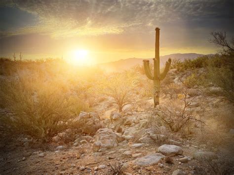 Saguaro Cactus Silhouette In A Soft Golden Sonoran Desert Scene Stock