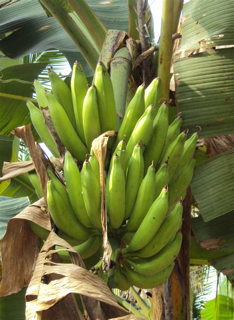 File Banana In Kerala  Wikimedia Commons